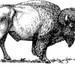 buffalo logo jpg