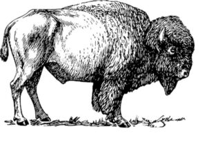 buffalo logo jpg
